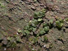 Trichomanes beccarianum