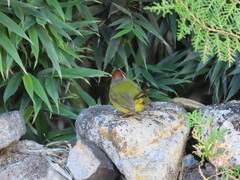 Basileuterus delattrii