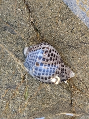 Acanthinucella