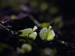 Trichomanes beccarianum