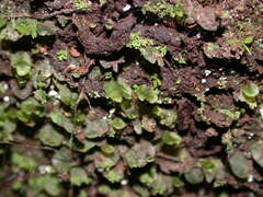 Trichomanes beccarianum