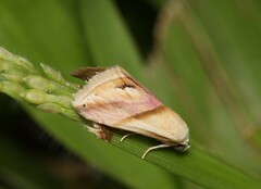 Eublemma roseana