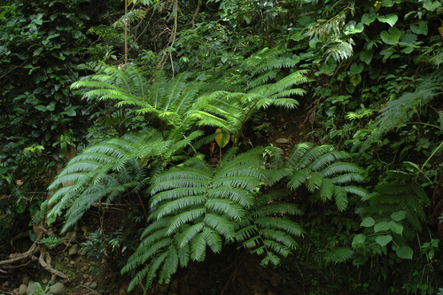 Angiopteris