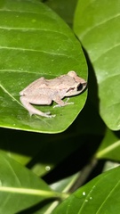 Eleutherodactylus johnstonei