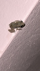 Eleutherodactylus johnstonei