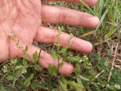 Bothriospermum zeylanicum