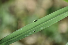 Draeculacephala clypeata