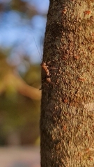 Mantoida