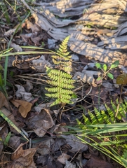 Thelypteris palustris pubescens