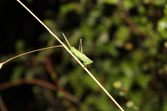 Conocephalus bilineatus