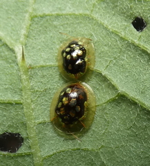 Plagiometriona microcera