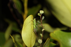 Conocephalus bilineatus