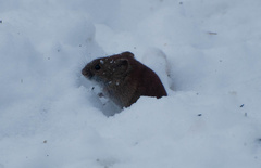 Clethrionomys gapperi