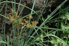 Cyperus javanicus