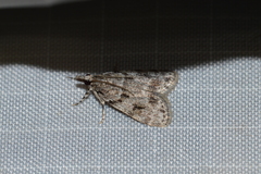 Scoparia basalis