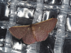 Idaea inversata