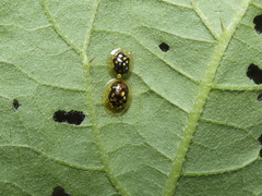 Plagiometriona microcera