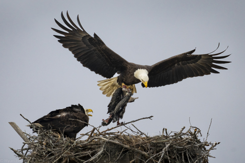 Bald Eagle photographed in Georgia