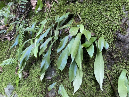 Antrophyum callifolium