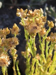 Pseudognaphalium cymatoides