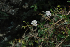 Boerhavia glabrata