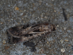 Agrotis munda