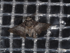 Hypobapta diffundens