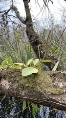 Peperomia obtusifolia