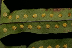 Pecluma bourgeauana