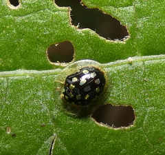 Plagiometriona microcera