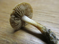 Inocybe vulpinella