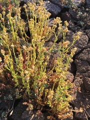 Pseudognaphalium cymatoides