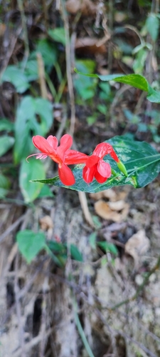 Image of Ruellia macrophylla by no rights reserved