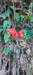 Ruellia macrophylla