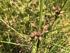 Bolboschoenus caldwellii