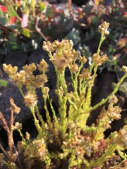 Pseudognaphalium cymatoides