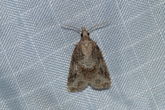 Platynota idaeusalis