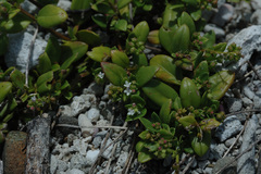 Leptopetalum
