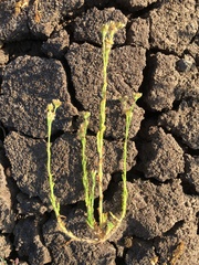 Pseudognaphalium cymatoides