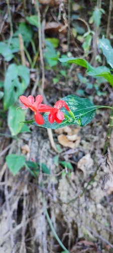 Image of Ruellia macrophylla by no rights reserved