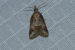 Platynota idaeusalis