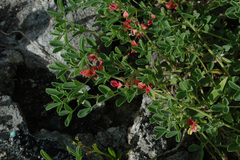 Indigofera trifoliata