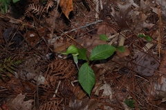 Arisaema acuminatum