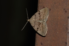 Zanclognatha dentata