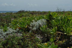 Crossostephium chinense