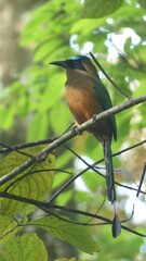 Momotus subrufescens