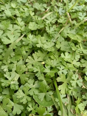 Hydrocotyle batrachium