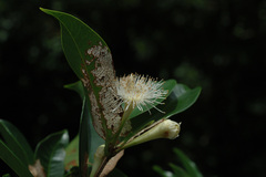 Syzygium taiwanicum