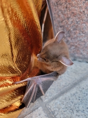 Cynopterus sphinx