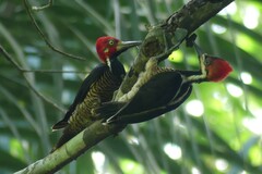 Campephilus melanoleucos